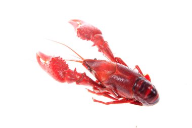 Kerevit, beyaz arka plan, yakın plan.