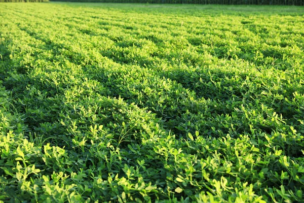 Os campos de amendoins — Fotografia de Stock