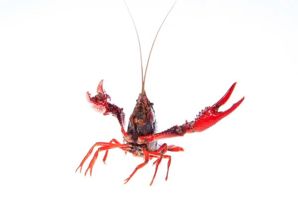 Crawfish, white background, close-up — Stock Photo, Image