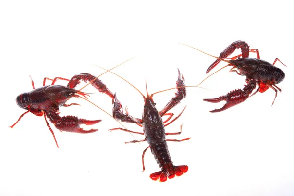 Crawfish, latar belakang putih, close-up — Stok Foto