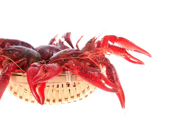 Crawfish, white background, close-up — Stock Photo, Image