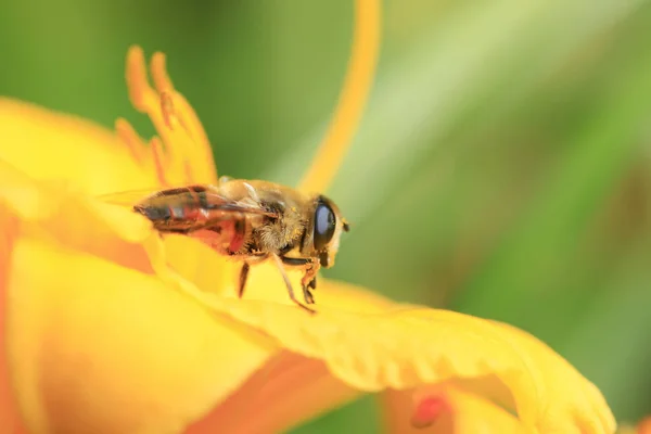 Bee — Stock Photo, Image