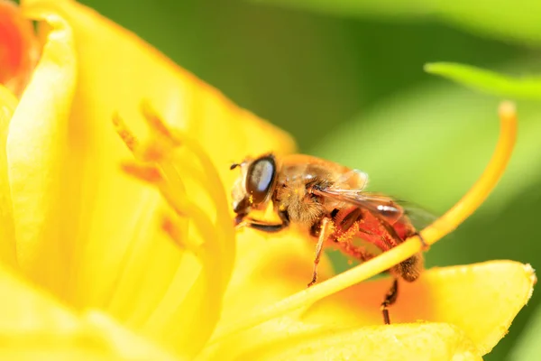 Bee — Stock Photo, Image