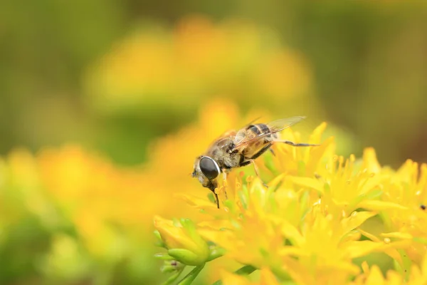 Пчела — стоковое фото