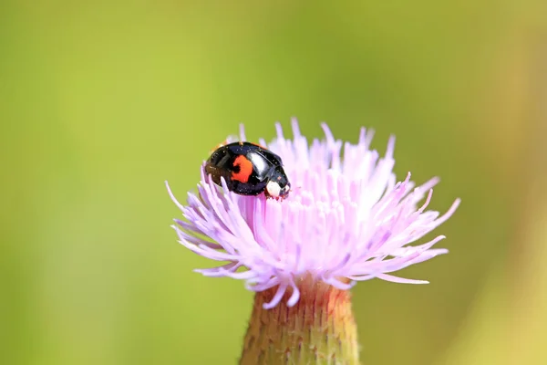 Ladybird — Stock Photo, Image