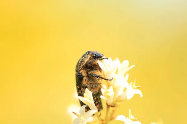 Oxycétonie jucunda — Photo