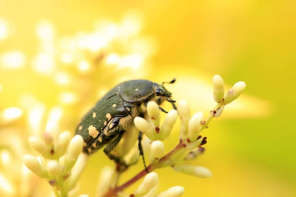 Oxycetonia jucunda — стокове фото