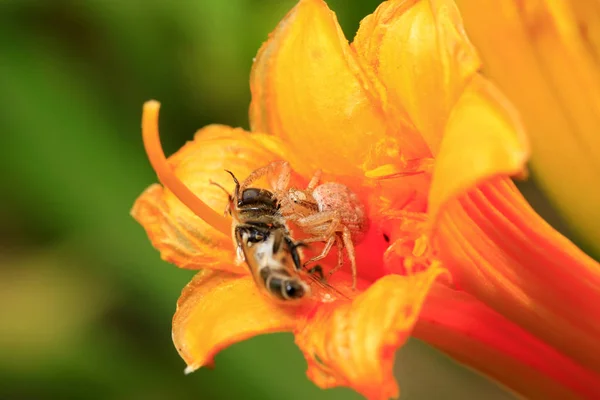 The spider prey on bees — Stock Photo, Image