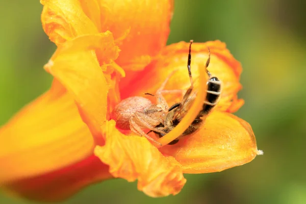 Паук охотится на пчёл — стоковое фото