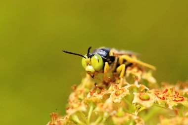 Eşek arısı, yakın plan.