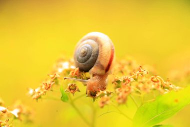 Bir salyangoz, yakın plan.