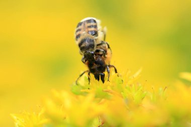Oxycetonia jucunda, yakın plan.