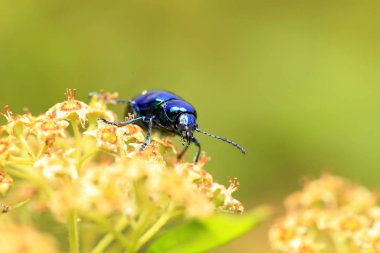 Chrysochus chinensis, yakın plan.