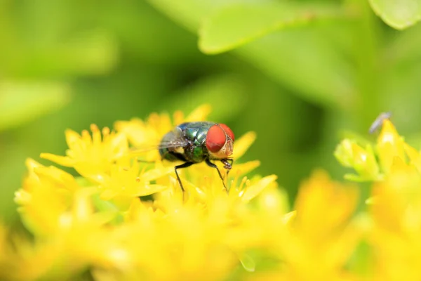 Une mouche est dans la fleur, lentille rapprochée — Photo