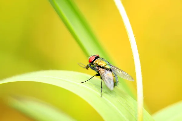 Une mouche est dans la fleur, lentille rapprochée — Photo