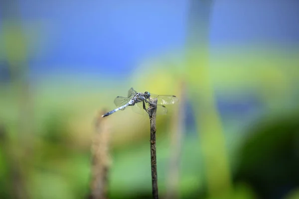 Vážka, detailní záběr — Stock fotografie