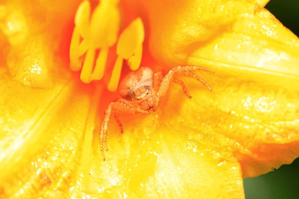 Una araña saltadora, primer plano — Foto de Stock