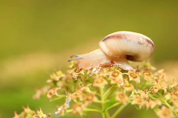 一只蜗牛，特写镜头 — 图库照片