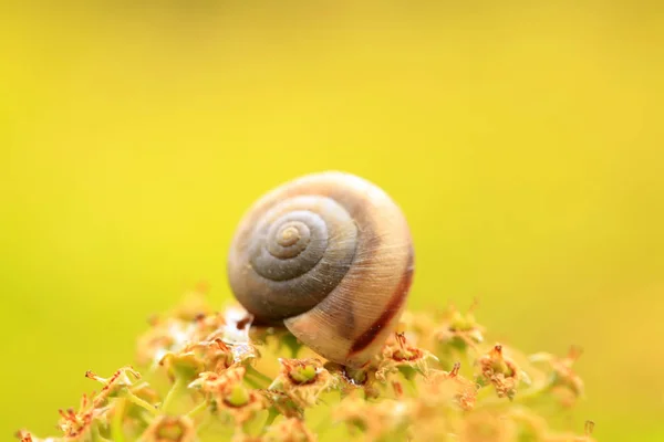 一只蜗牛，特写镜头 — 图库照片