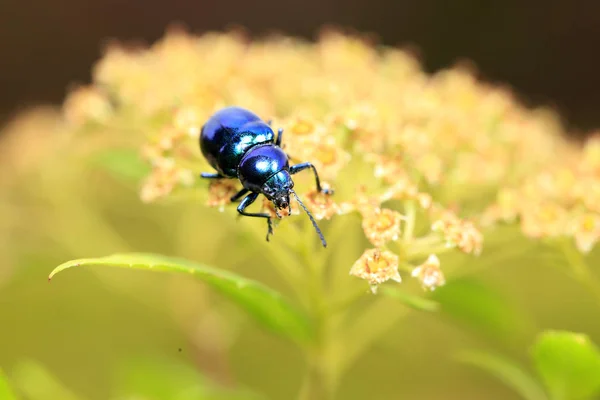 Chrysochus chinensis, close-up — Fotografia de Stock