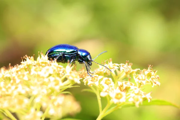 Chrysochus chinensis, close-up — Fotografia de Stock