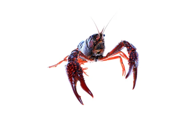 Crawfish — Stock Photo, Image