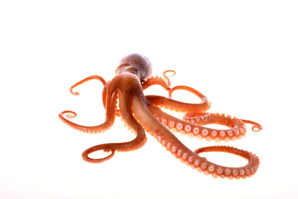 Octopus — Stockfoto