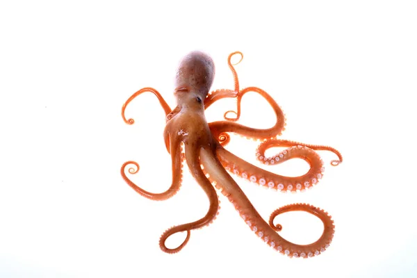 Octopus — Stock Photo, Image