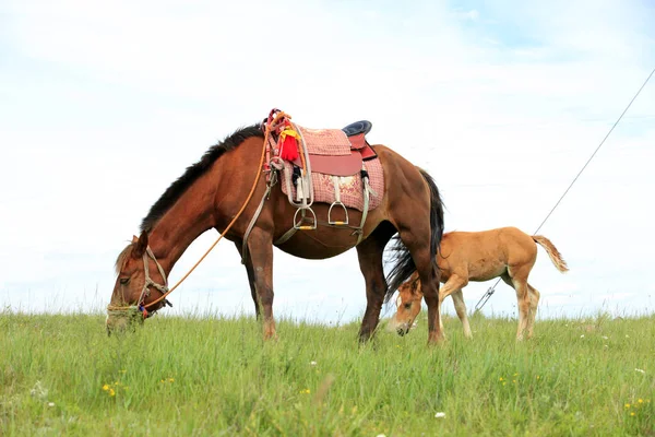 The horse in the grasslands — Stock Photo, Image