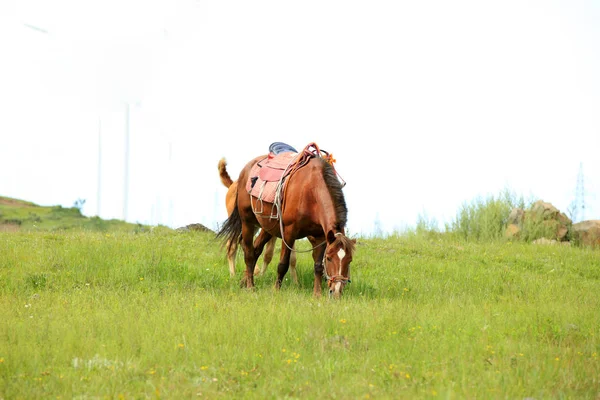 Die Pferde auf der Weide — Stockfoto