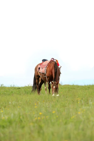 Das Pferd auf der Weide — Stockfoto