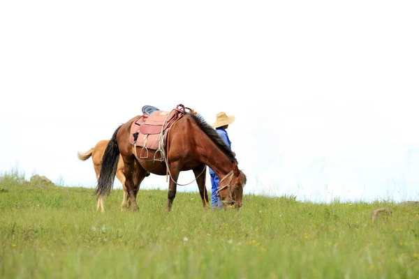 Het paard in de graslanden — Stockfoto