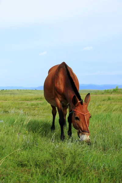 The horse in the grasslands — 图库照片