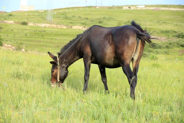 Das Pferd auf der Weide — Stockfoto