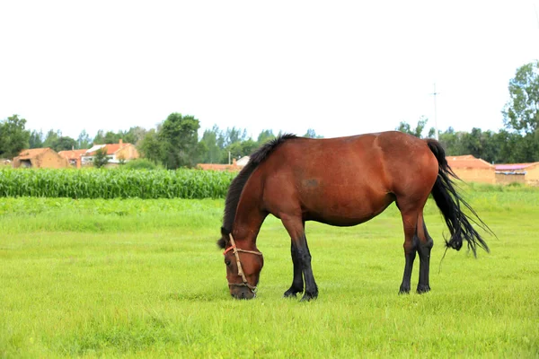 The horse in the grasslands — Stockfoto