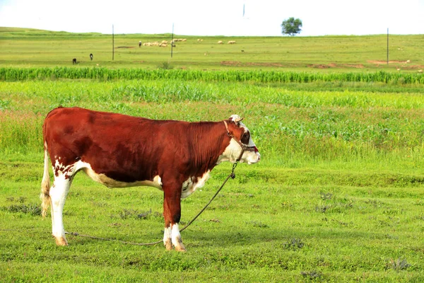 En ko på grässlätten — Stockfoto