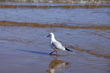 Bir martı, yakın plan.