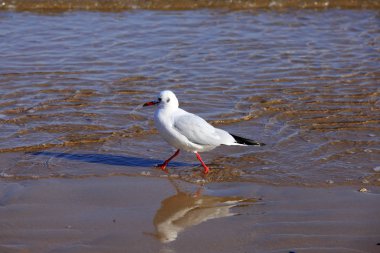 Bir martı, yakın plan.