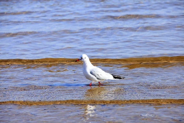 Uma gaivota, close-up — Fotografia de Stock