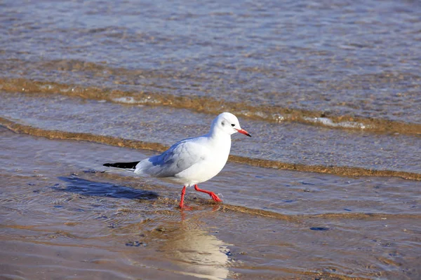 Une mouette, gros plan — Photo