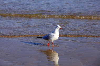 Bir martı, yakın plan.