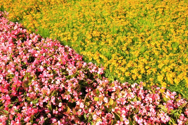 花壇の美しさ — ストック写真