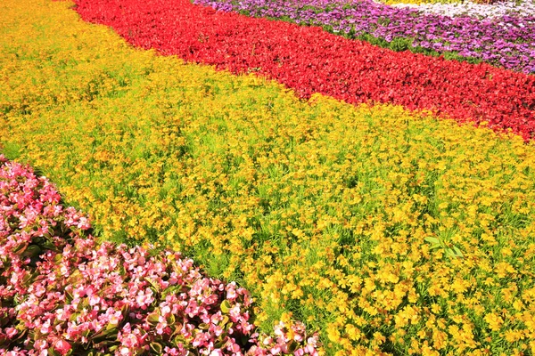 The beauty of the flower bed — Stock Photo, Image