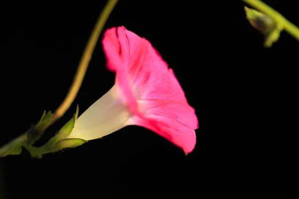 Morning glory — Stockfoto