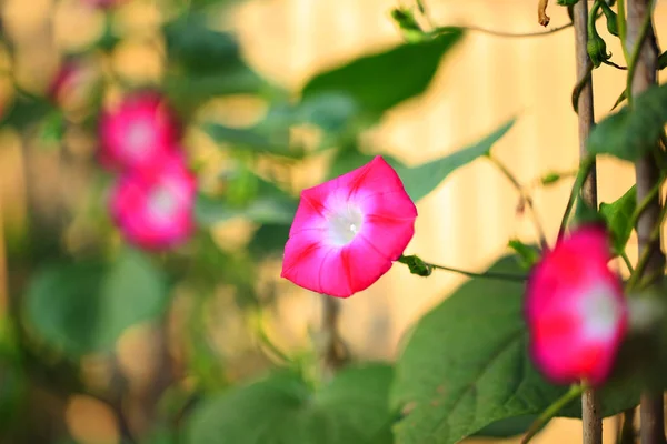 Morning glory — Stockfoto