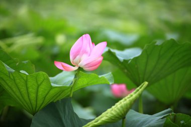 Lotus