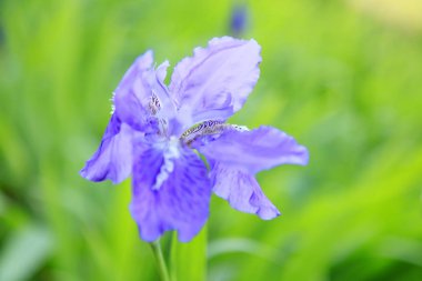 Iris