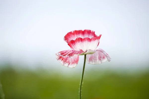 Mohn — Stockfoto