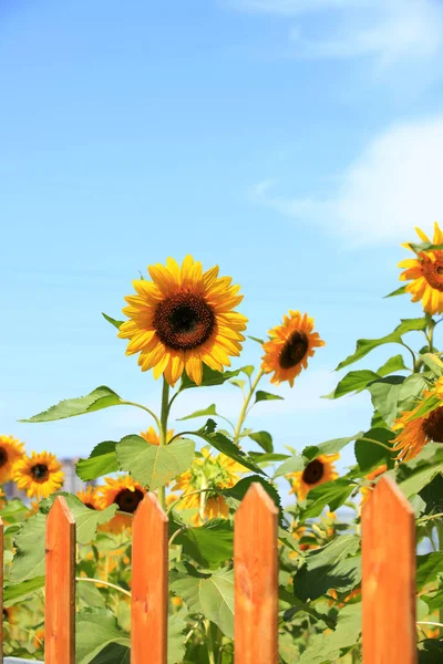 Sunflowers — Stock Photo, Image