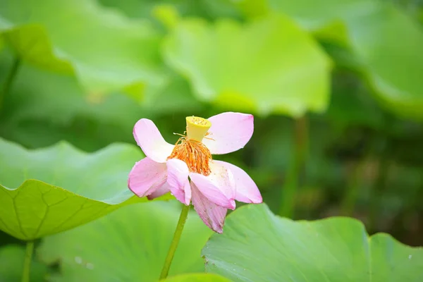 Lotus — Stock Photo, Image